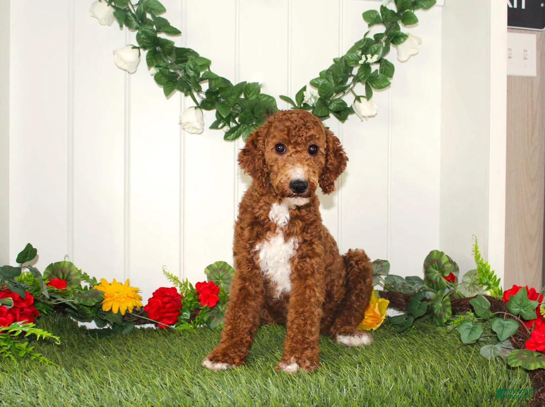 Miniature Poodle dogs for sale: Nutella - Ad 6