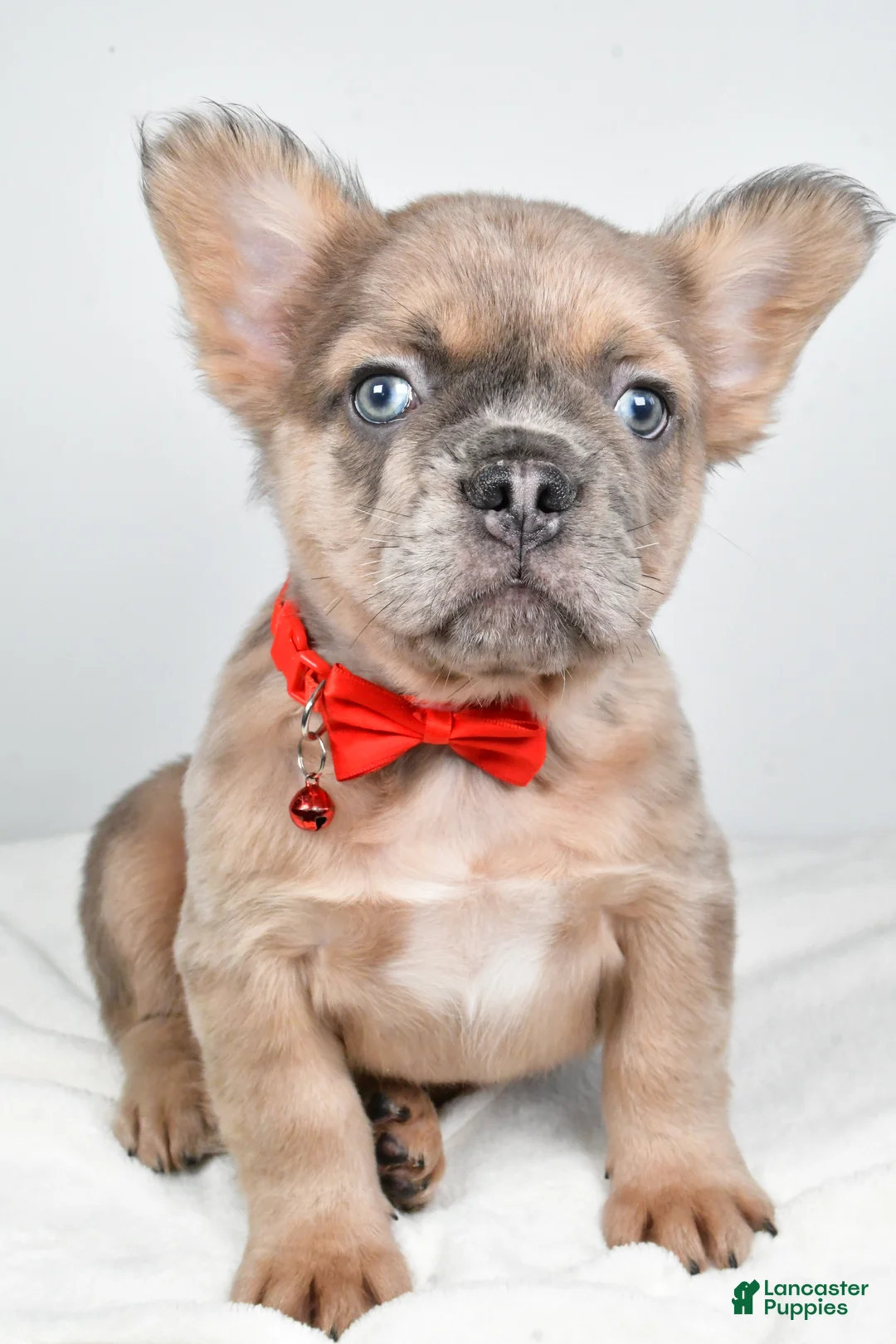 French Bulldog dogs for sale: Chester - Ad 7