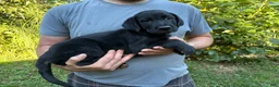 Goldador dogs for sale: Goldador Boy - Ad 2