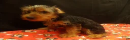 Yorkshire Terrier dogs for sale: Stevie - Ad 4