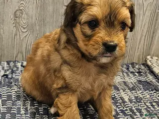 Mixed Breed dogs for sale: Reese - Ad 2