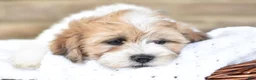 Mixed Breed dogs for sale: Toby - Ad 5