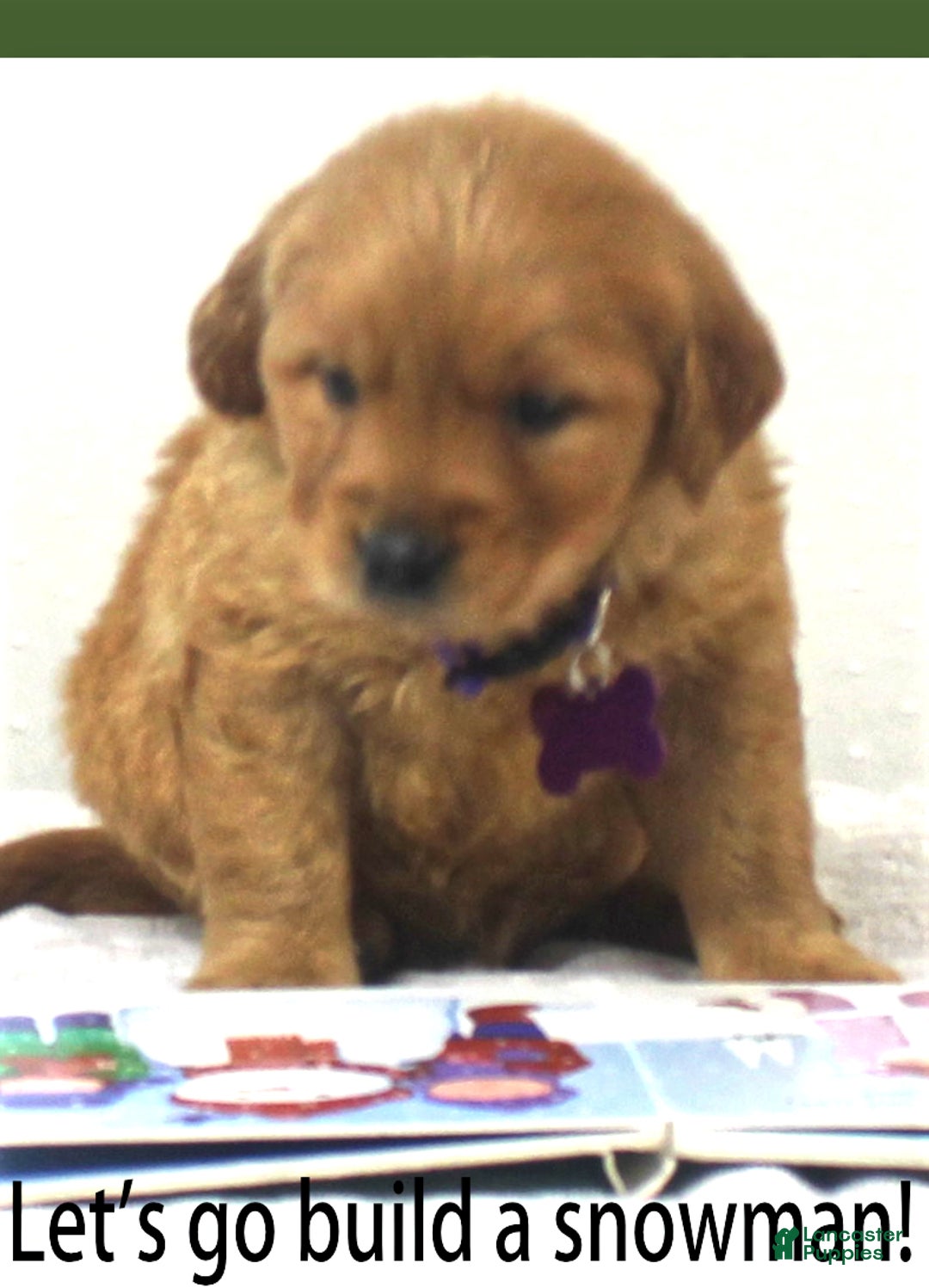 Golden Retriever dogs for sale: Belle - Ad 2