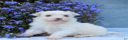 Maltese dogs for sale: Mochi - Ad 2