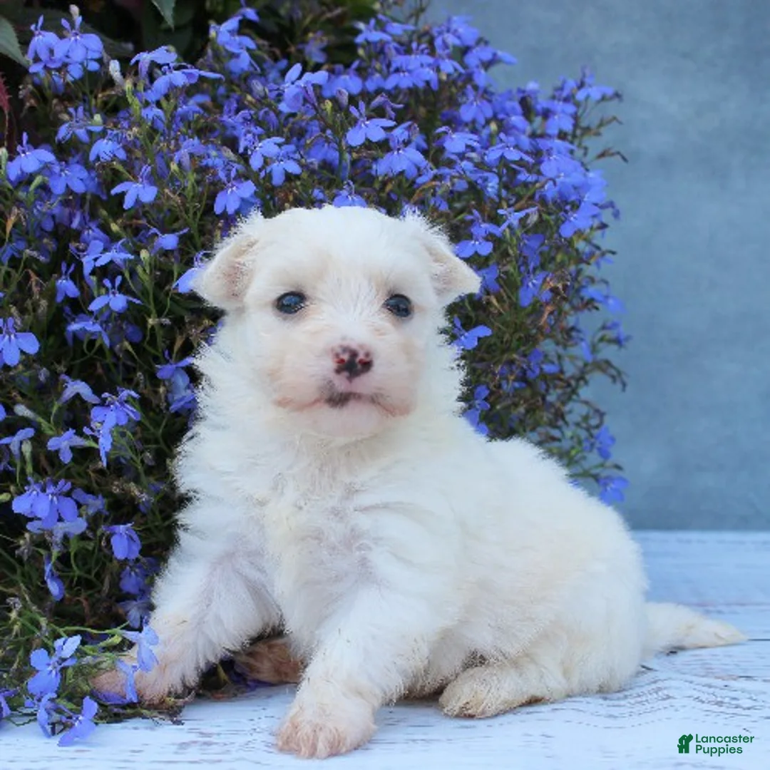 Maltese dogs for sale: Mochi - Ad 2