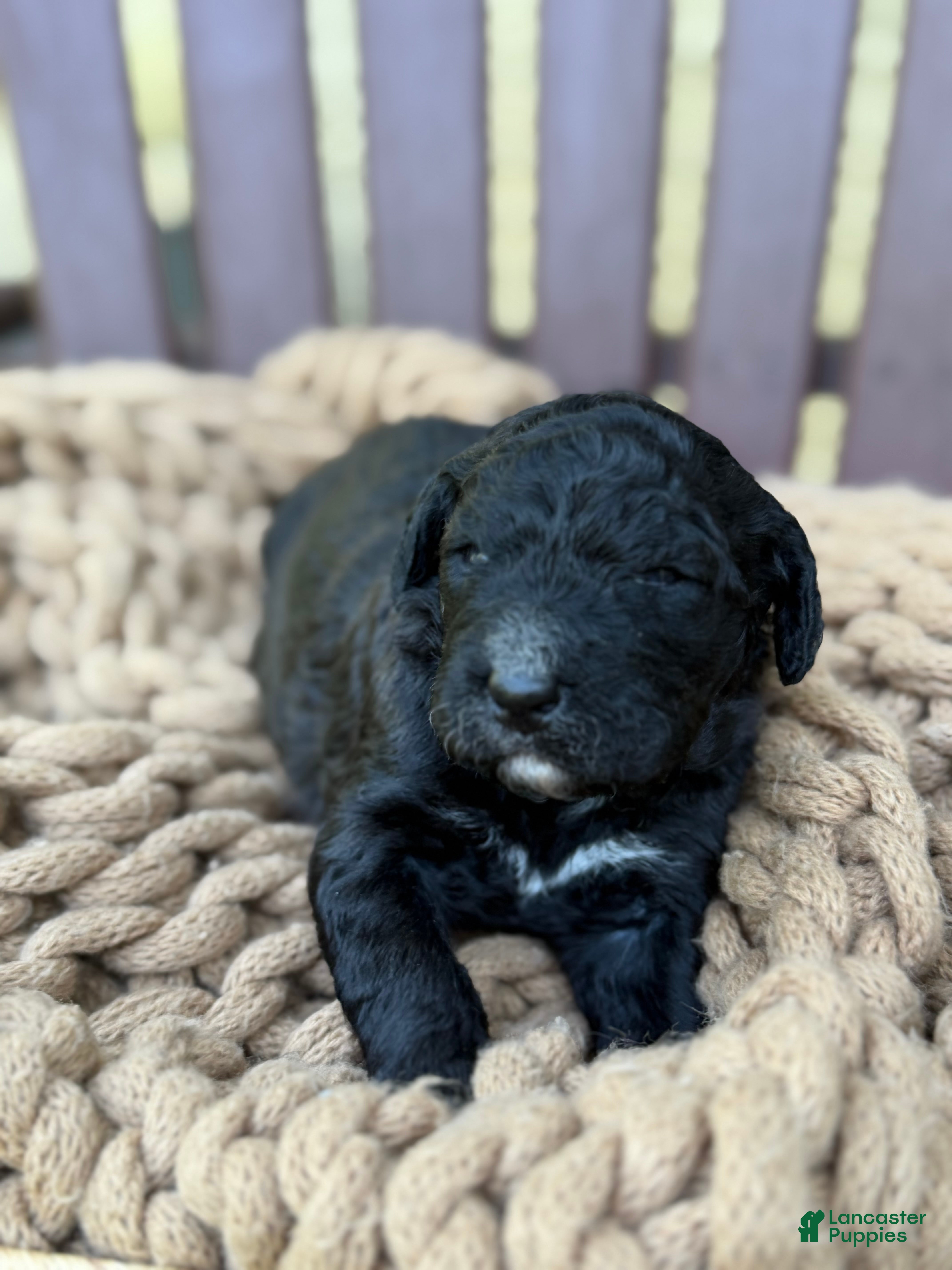 Bernedoodle dogs Nova - Ad 36