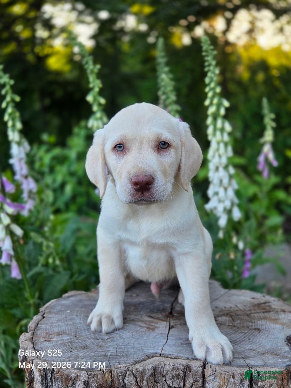 Labrador Retriever dogs Big Boy  - Ad 1