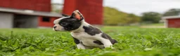 Frenchton dogs for sale: BONNIE - Ad 9
