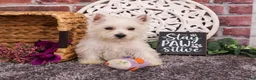 West Highland Terrier dogs for sale: Fiona  - Ad 6