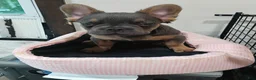 French Bulldog dogs for sale: French Bulldog 1 - Ad 4