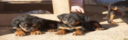 Rottweiler dogs for sale: Rottweiler F2 - Ad 10