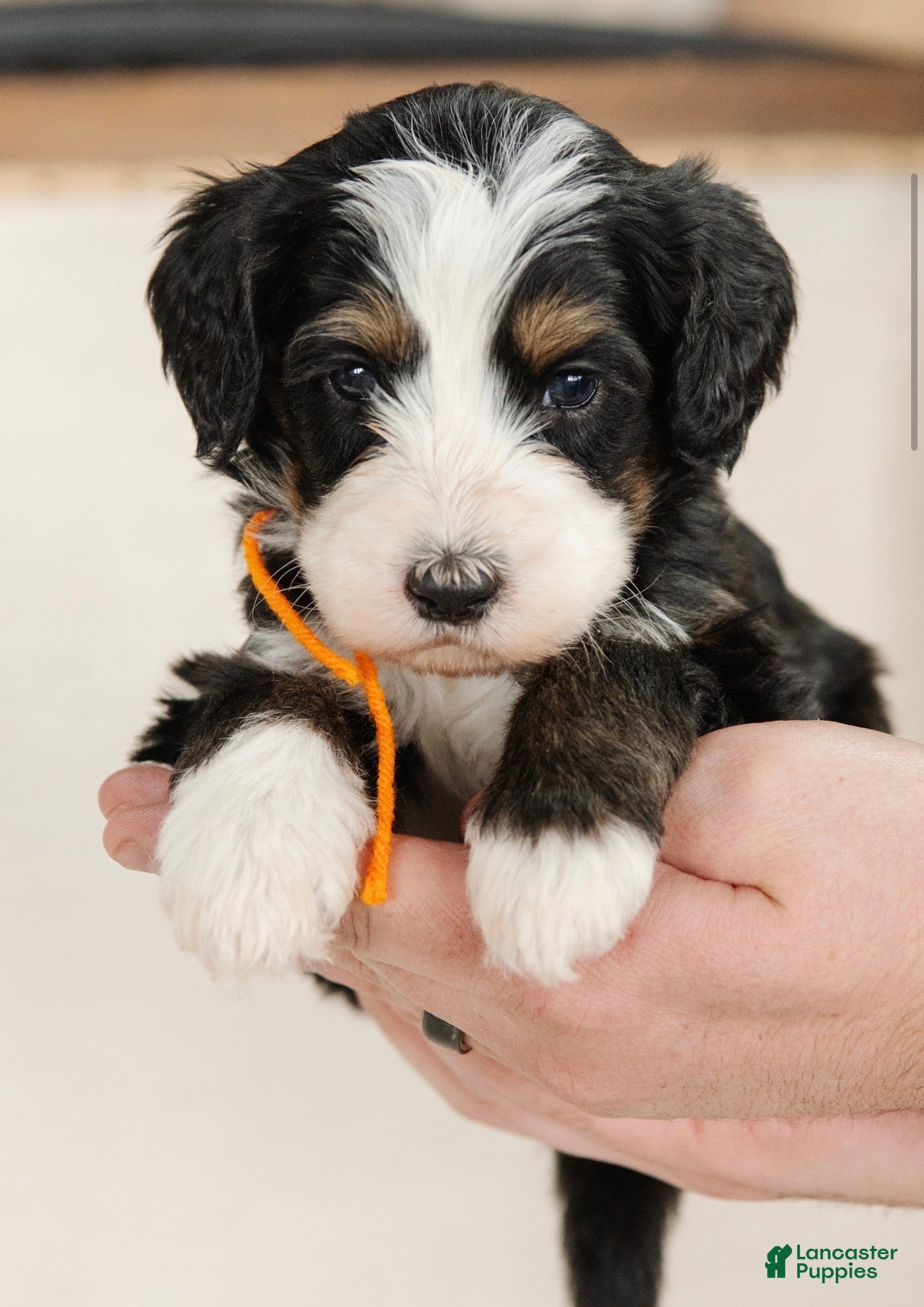 Bernedoodle dogs for sale: Medium Sized Male Bernedoodle - Hades - Ad 3