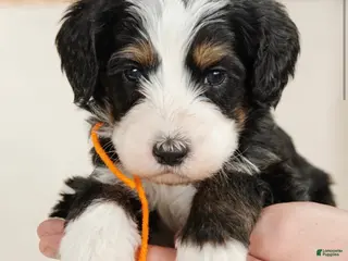 Bernedoodle dogs Medium Sized Male Bernedoodle - Hades - Ad 2