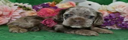 Cocker Spaniel dogs for sale: Cocker Spaniel Puppy 2 - Ad 3