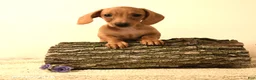 Miniature Dachshund dogs for sale: Shawn  - Ad 3