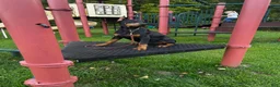 Doberman Pinscher dogs for sale: gemma - Ad 3