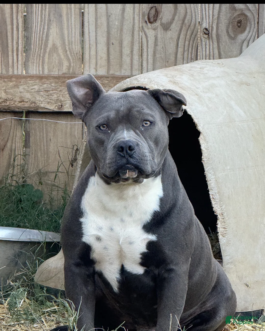 American Bully dogs for sale: (Available)        American Bully Puppy 5 - Ad 2