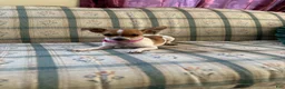 Chihuahua dogs for sale: ♡ Bobbi Girl ♡  - Ad 16
