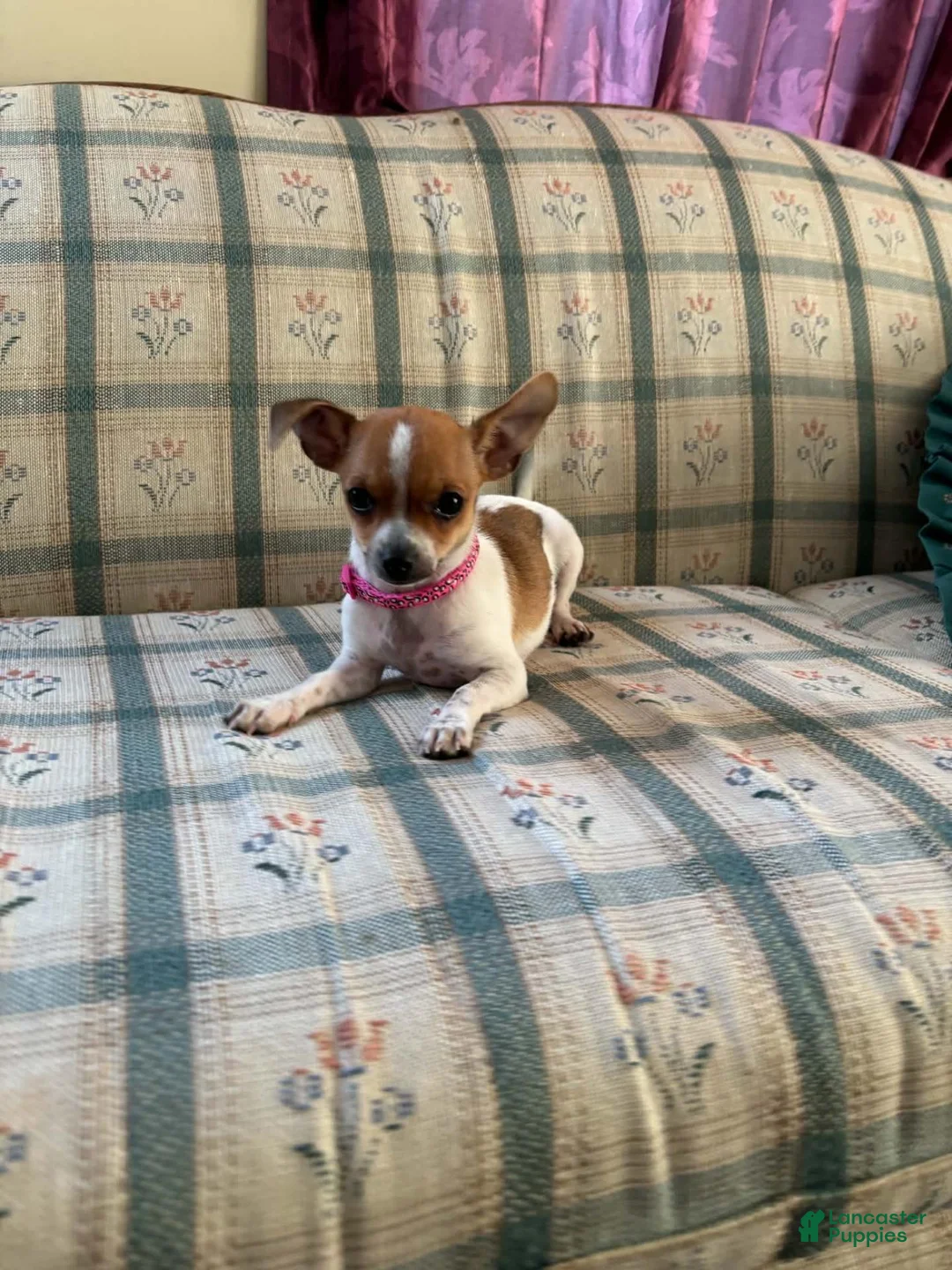 Chihuahua dogs for sale: ♡ Bobbi Girl ♡  - Ad 16