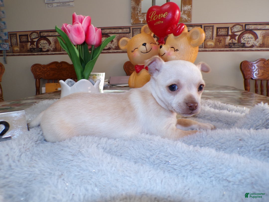 Chihuahua dogs for sale: Chihuahua Puppy 2 Brownie - Ad 1