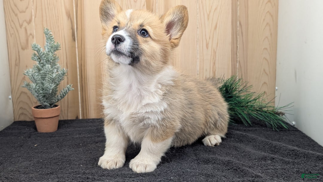 Welsh Corgi Pembroke dogs for sale: Sky - Ad 5