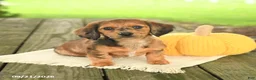 Miniature Dachshund dogs for sale: Angel - Ad 4
