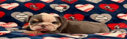 English Bulldog dogs for sale: English Bulldog 2 - Ad 2