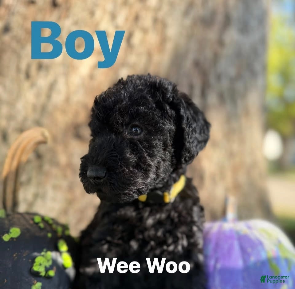 Mixed Breed dogs Wee Woo - Ad 41