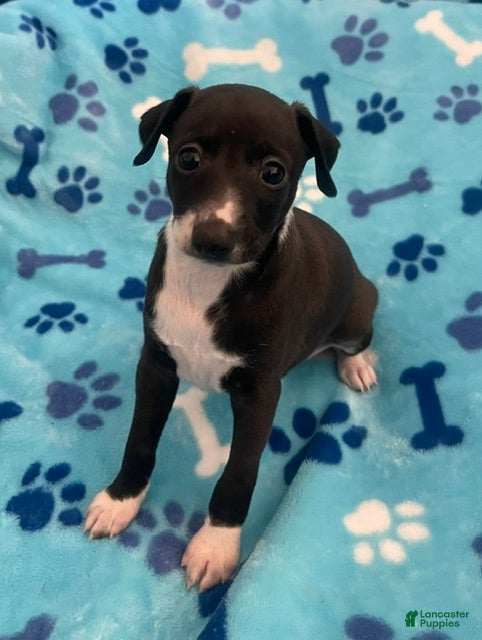 Italian Greyhound dogs Puppy 2 - Ad 1