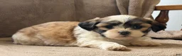 Shih Tzu dogs for sale: Callie - Ad 6
