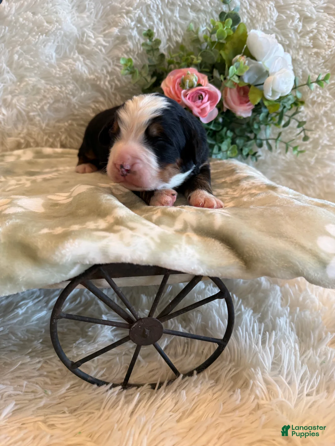 Bernese Mountain Dog dogs for sale: John - Ad 2
