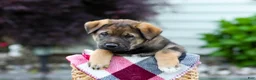 Sheprador dogs for sale: Bruno - Ad 6