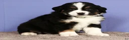 Miniature Australian Shepherd dogs for sale: Jordan - Ad 4