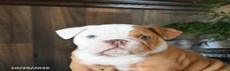 English Bulldog dogs for sale: Walker - Ad 5