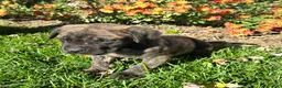 English Mastiff dogs for sale: Dill❤️AKC ready to go home today  - Ad 2