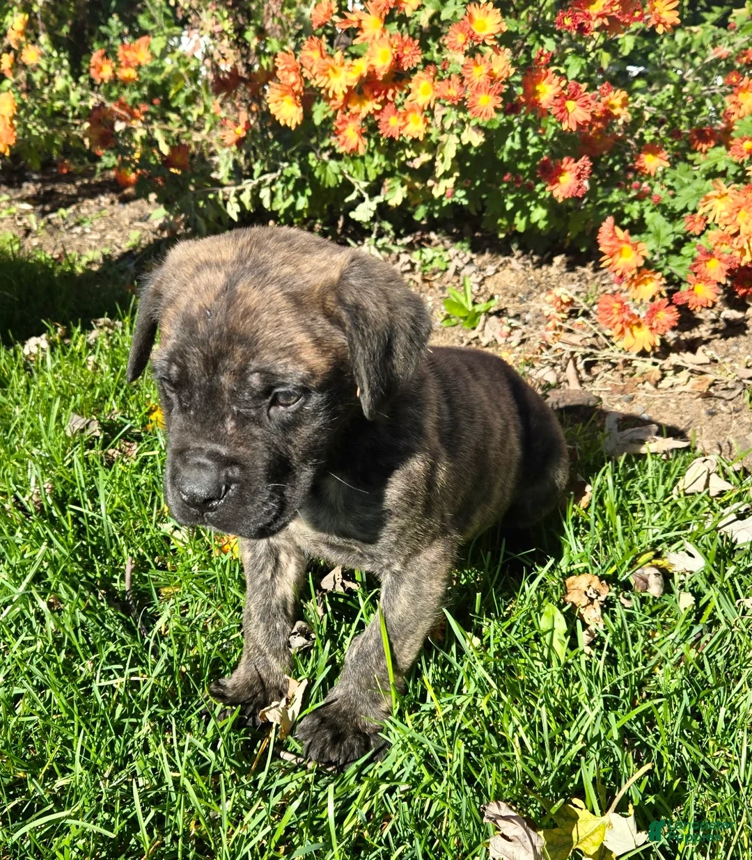 English Mastiff dogs for sale: Dill❤️AKC ready to go home today  - Ad 2