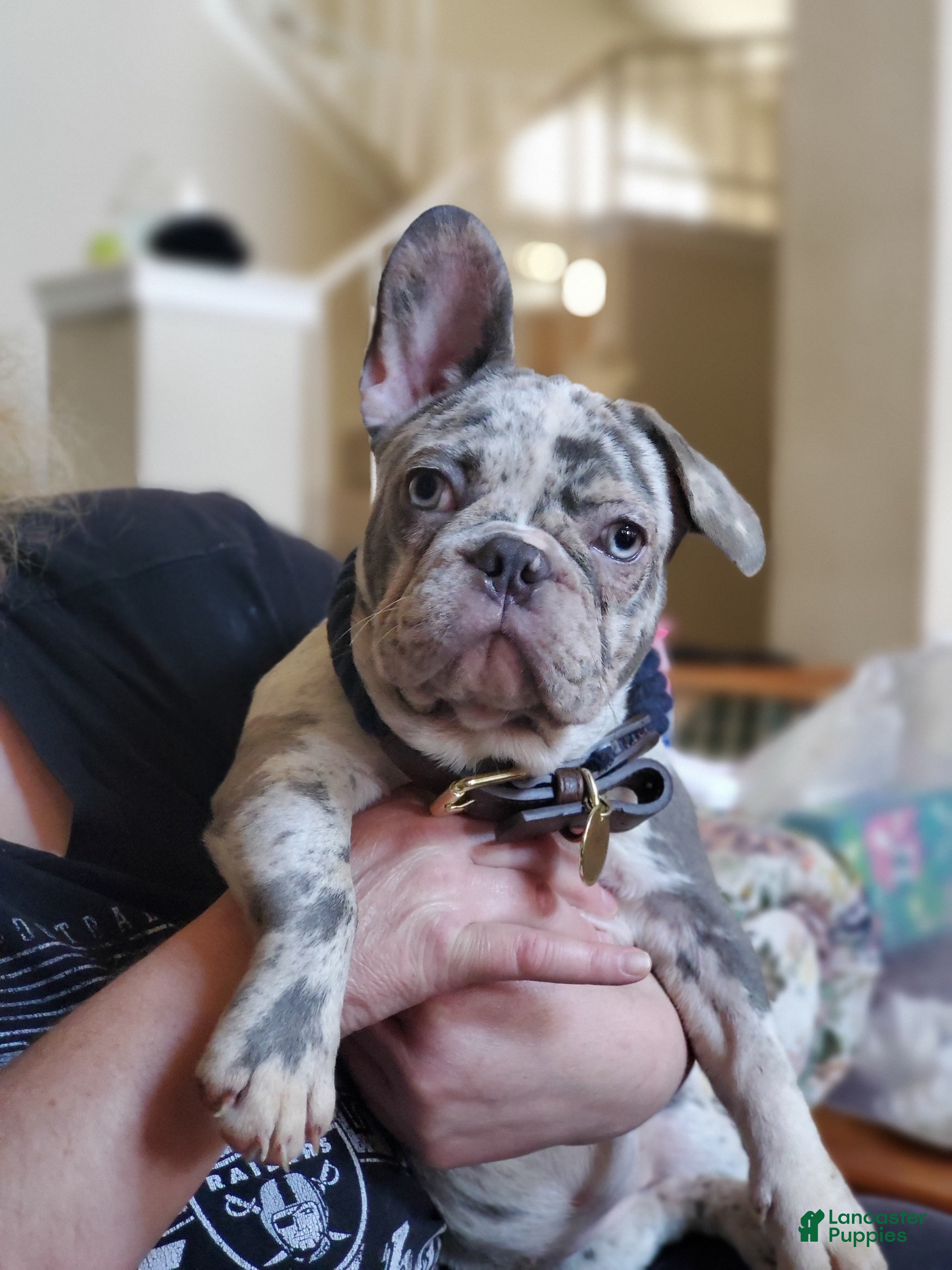 French Bulldog dogs Floppy - Ad 21