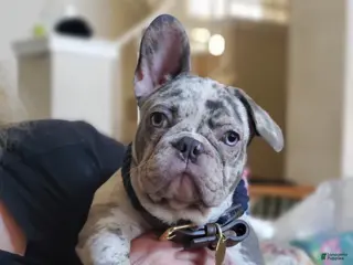 French Bulldog dogs Floppy - Ad 21