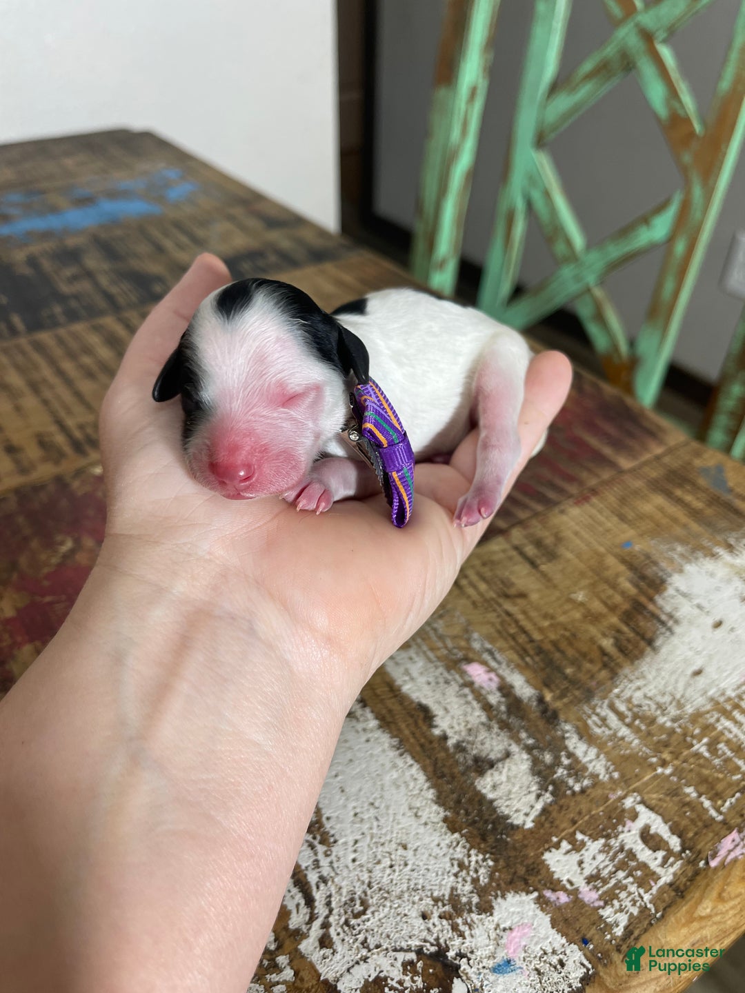 Miniature Poodle dogs for sale: Akc Clear Purple Bow - Ad 4