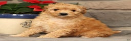 Mini Goldendoodle dogs for sale: Star - Ad 4