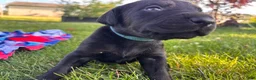 Mixed Breed dogs for sale: Bubbles - Ad 5