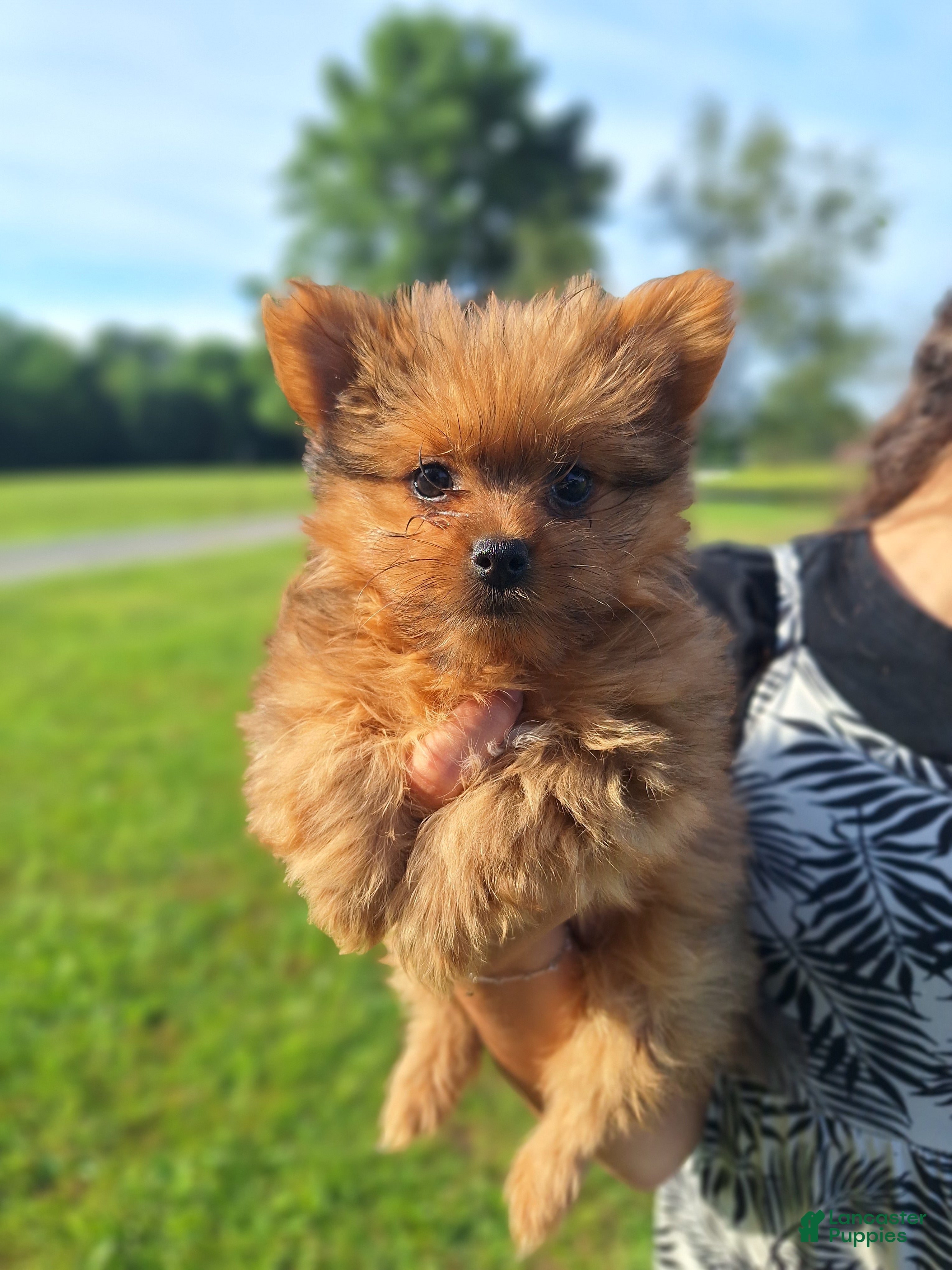 Mixed Breed dogs Lucky - Ad 2