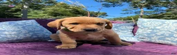 Labrador Retriever dogs for sale: Cooper - Ad 3