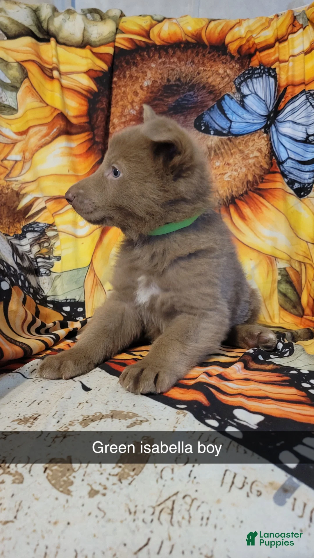 German Shepherd dogs for sale: Green Isabella Male  - Ad 2