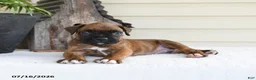 Boxer dogs for sale: Scooby - Ad 4