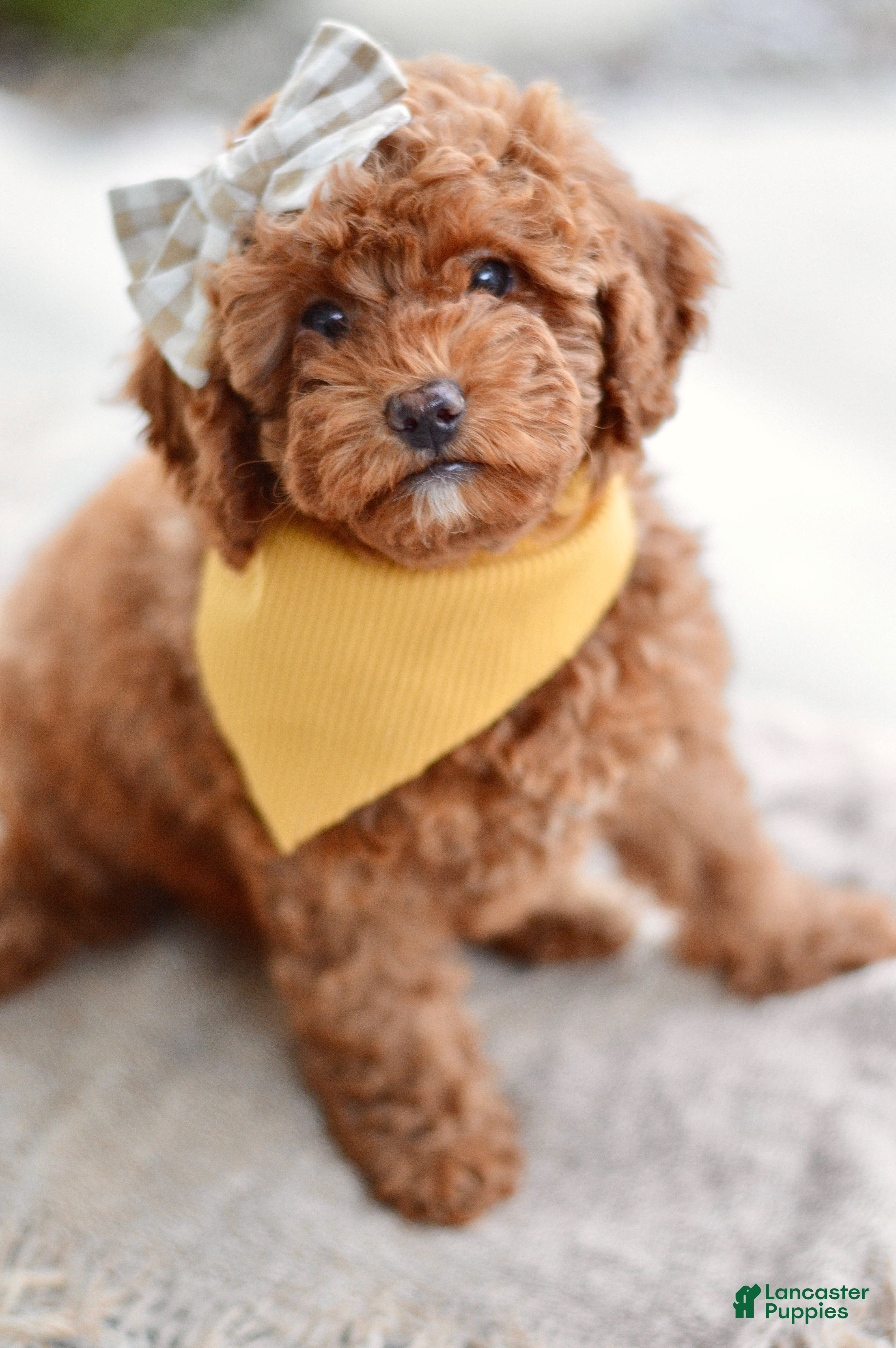 Miniature Poodle dogs Poppy - Ad 2