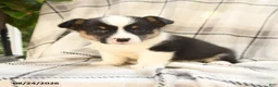 Welsh Corgi Pembroke dogs for sale: Jupiter - Ad 7