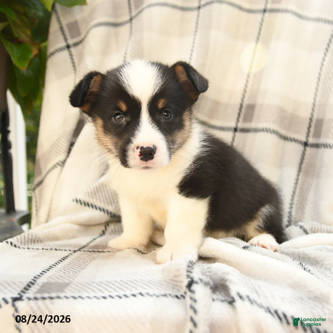 Welsh Corgi Pembroke dogs for sale: Jupiter - Ad 7