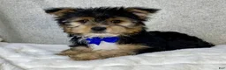 Yorkshire Terrier dogs for sale: Jasper - Ad 4