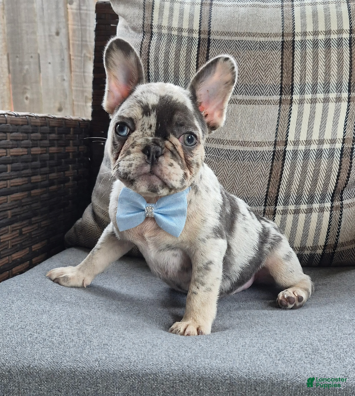 French Bulldog dogs Jax Tri Merle Fluffy Carrier - Ad 1